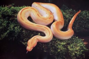 Albino Green Burmese Python - Poster 17.5 inches x 24.5 inches