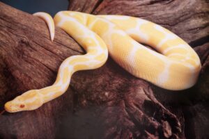 Albino Ball Python - Poster 17.5 inches x 24.5 inches