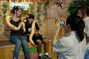 Burmese Python Encounter
