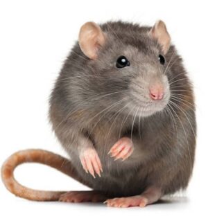 Rodents